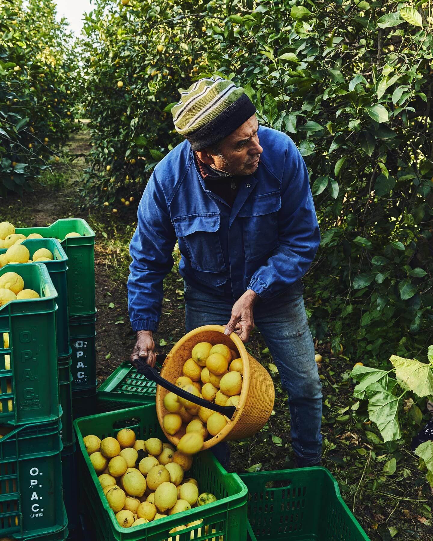 Agricultor recollint llimones en un cabàs rodejat de llimoners