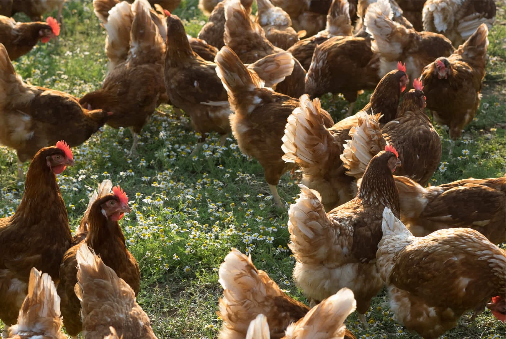 Gallines en llibertat en un camp de color verd